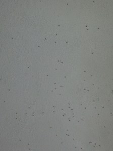 bugs on the ceiling of our balcony
