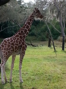 I was not expecting the  safari at Animal Kingdom to be so good