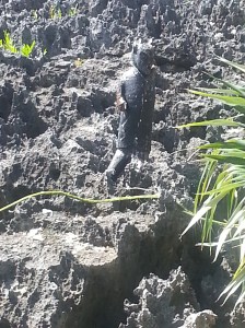 The devil is in the details