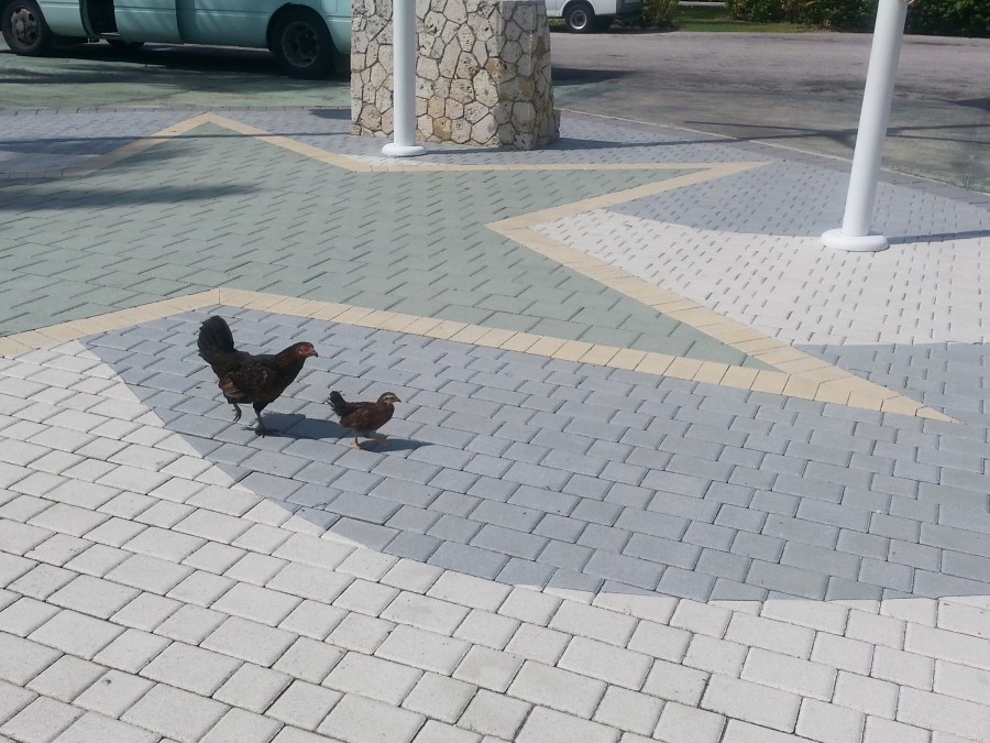These cuties were wandering around George Town