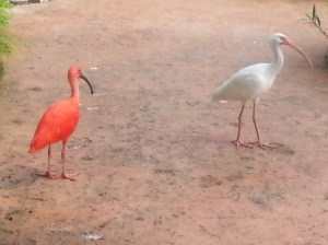 Ibis in the Cayman Turtle Farm's aviary