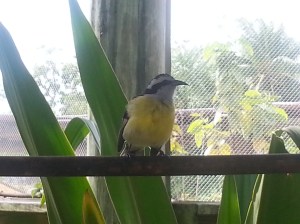 A little yellow cutie (not its official Latin name) in the Cayman Turtle Farm's aviary
