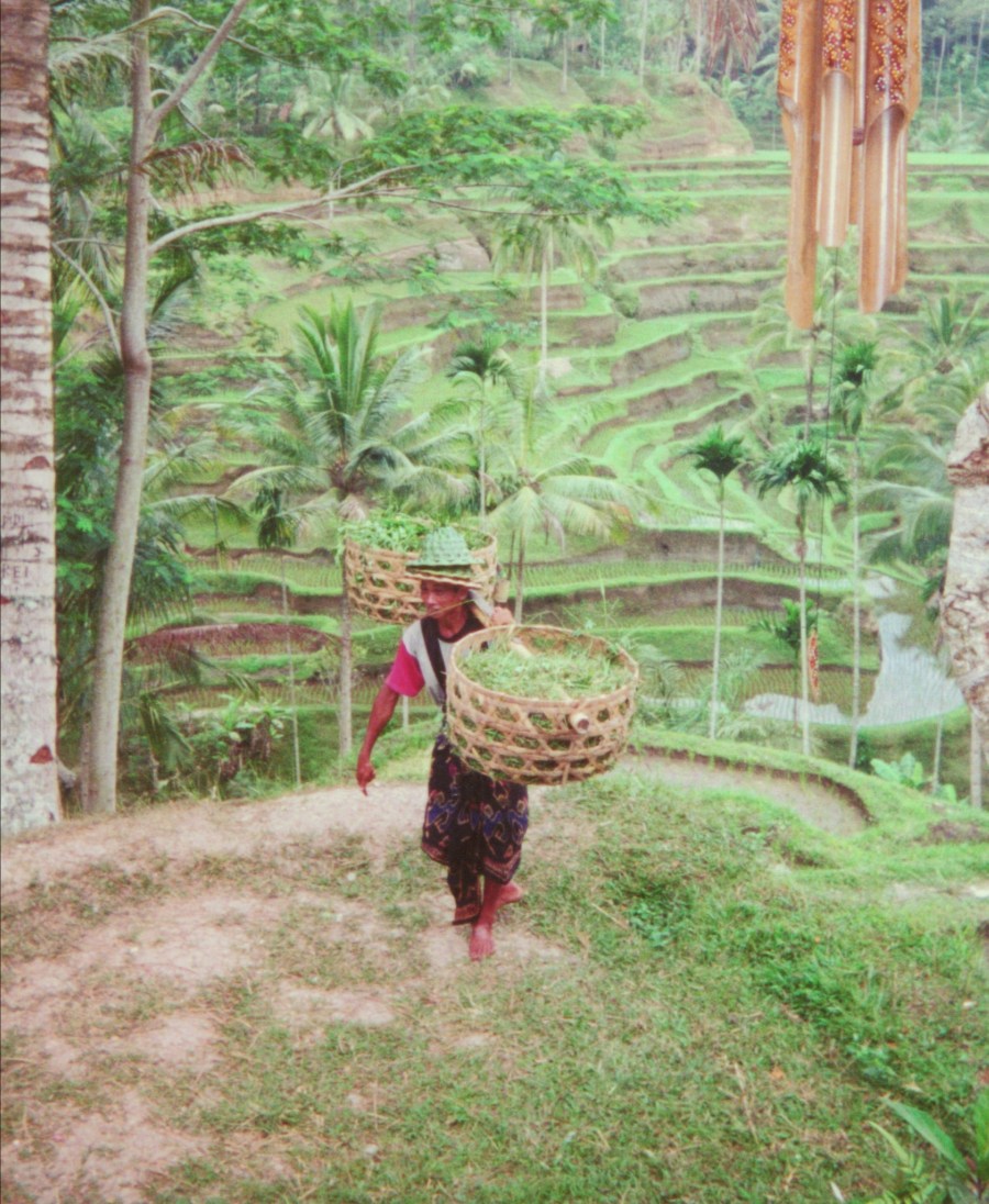 Bali rice field