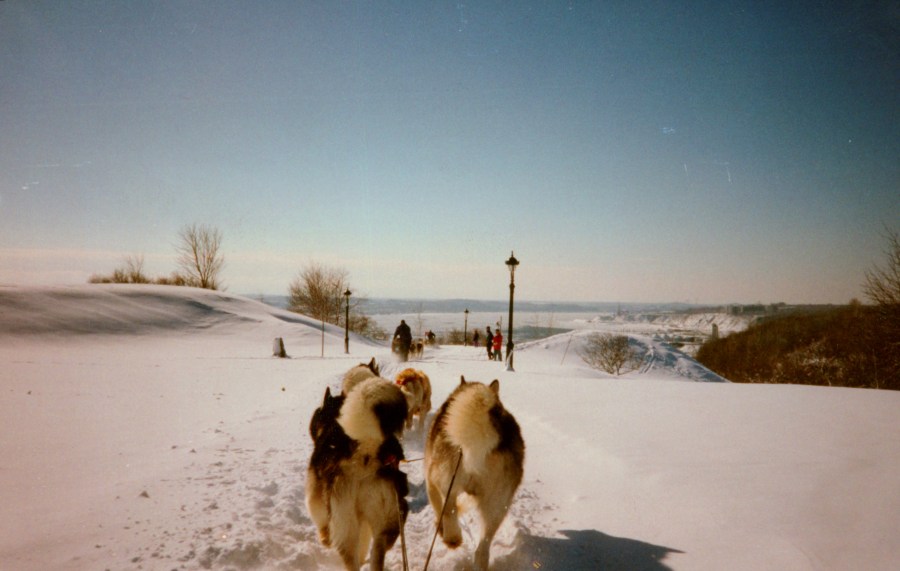 dog sledding