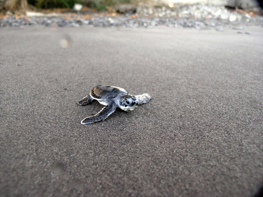 Baby turtle